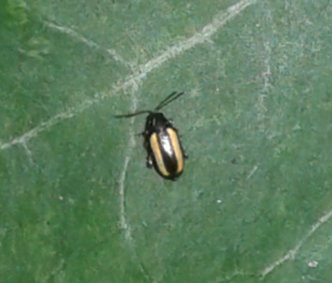Chrysomelidae : Phyllotreta aff. vittula